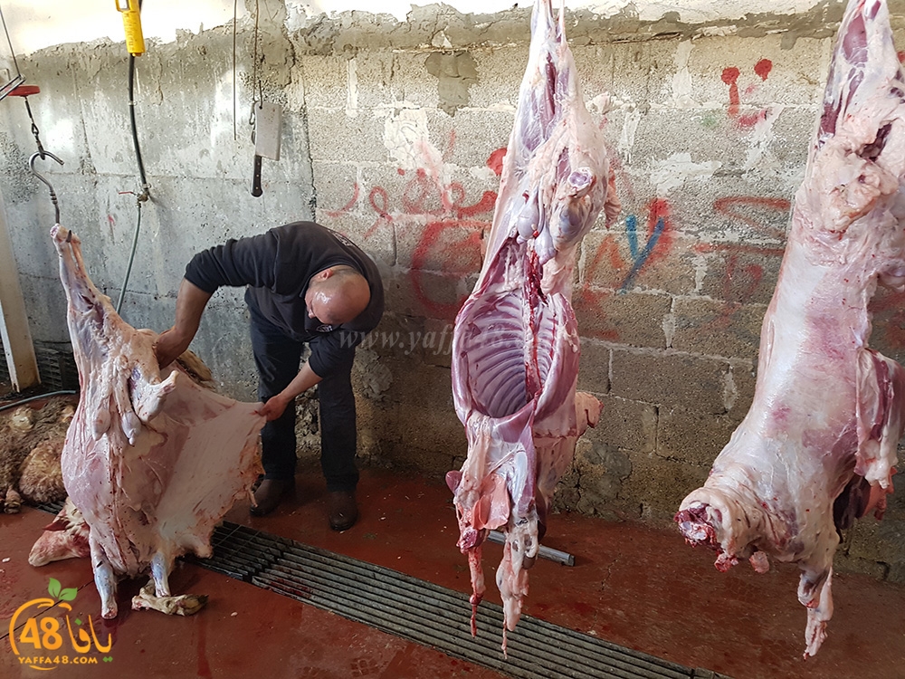 dab7 kharoof jam3iya (17).jpg